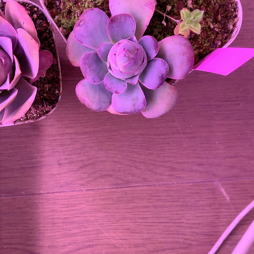 【闪购商品】隔**明帕美风影242