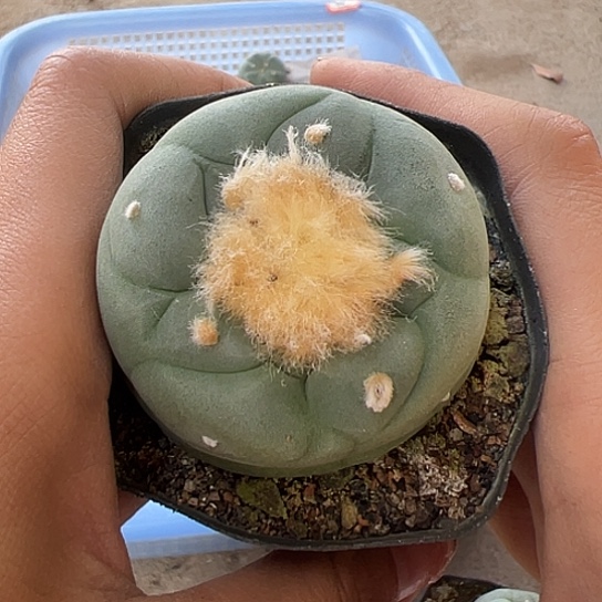 越*樾实生草球456787