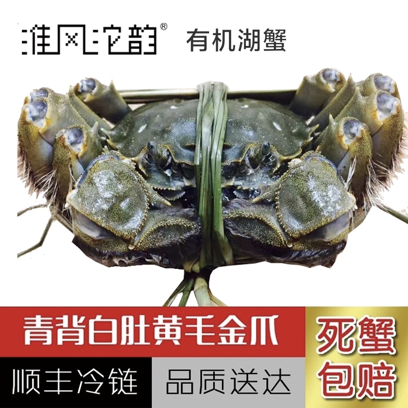 【活蟹】五河沱湖大闸蟹，母蟹3.5两/只公蟹4.5两/只，公母组合10只装