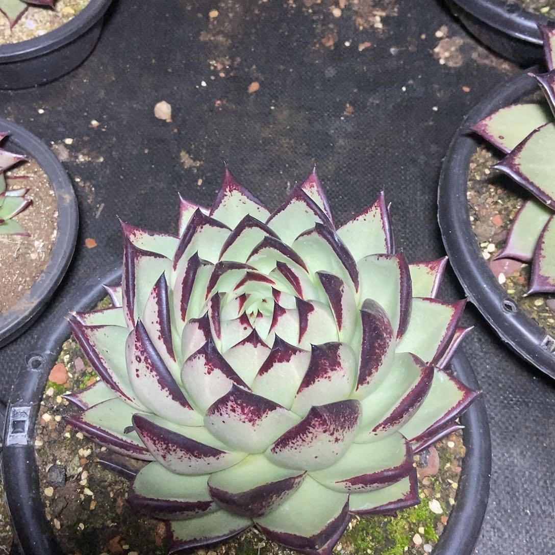 松***、福利特价美乌包子