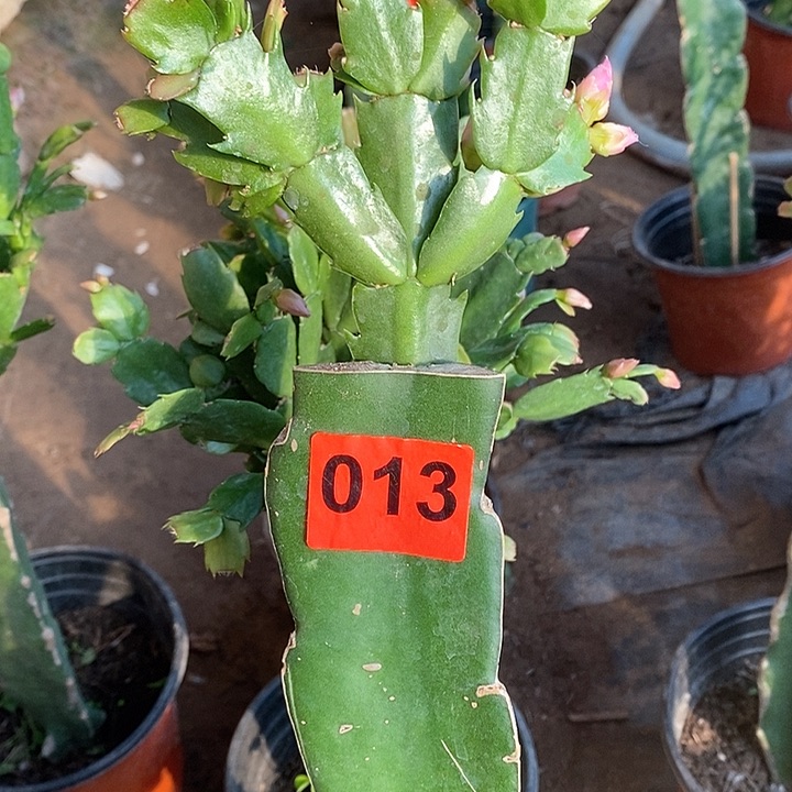 无花朵雅*066/013号新疆不包邮