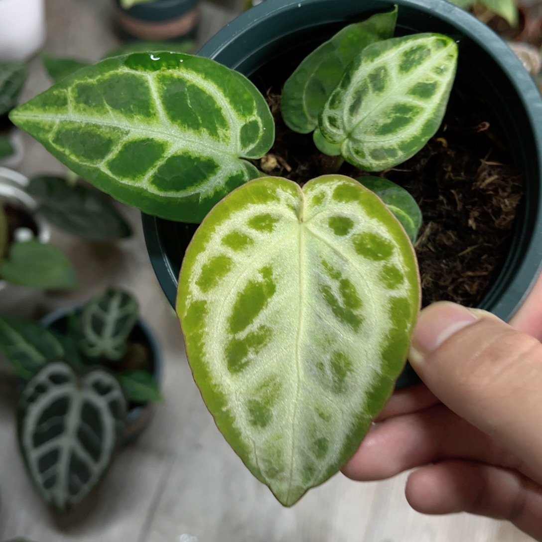 完全开放银王自交