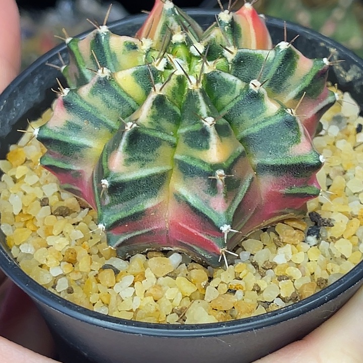 实生 大豪臀 一物一拍。