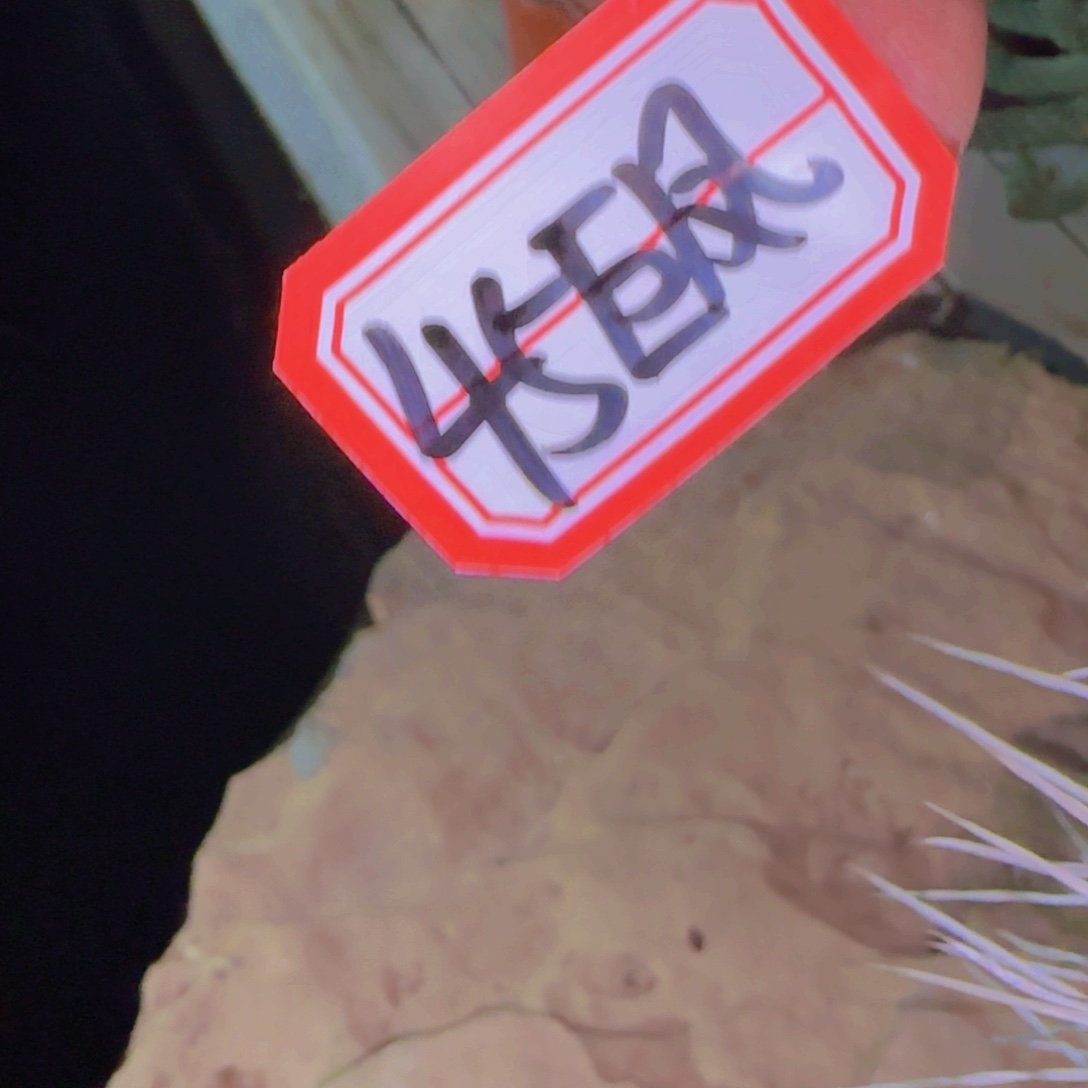 时***苒块根植物块根植物