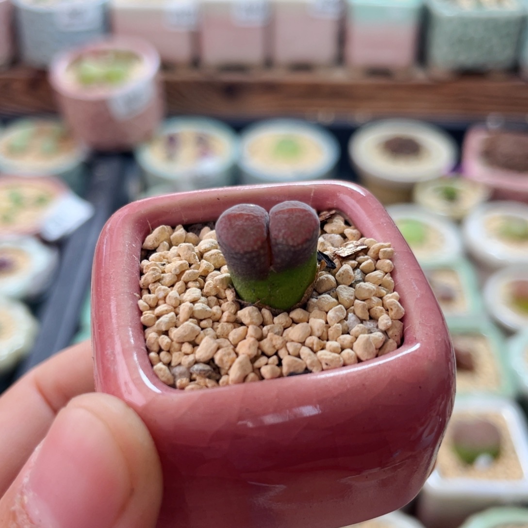 无花朵1711--一物一拍 带盆 1799.8-粉兔