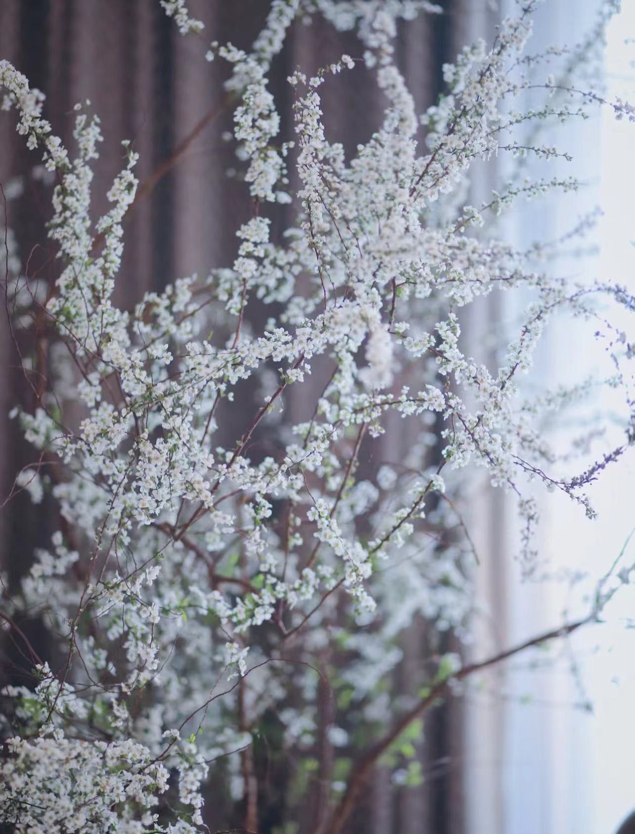《雪柳》鲜枝水培耐寒开花室内绿植遇水枯木成花