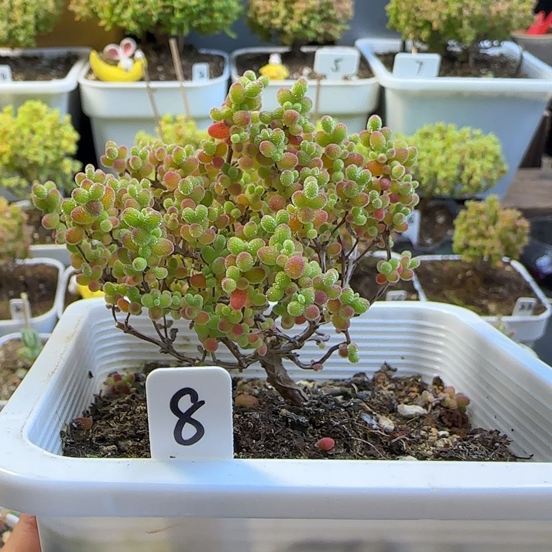 蜜橘糖球枝干番杏