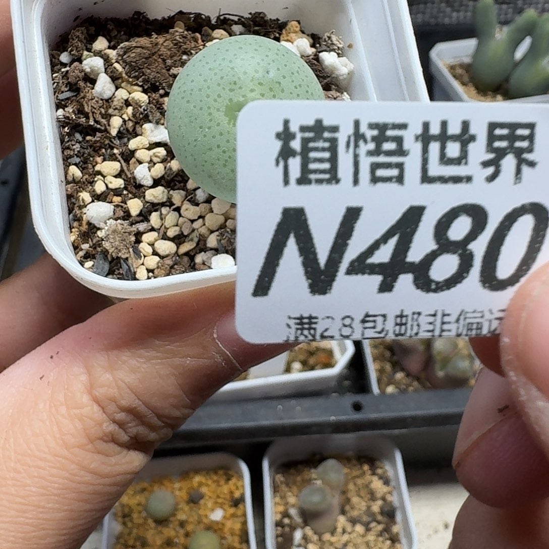 多肉植物的润泽ghjj