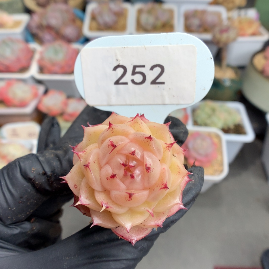 252 女王麦杆多肉