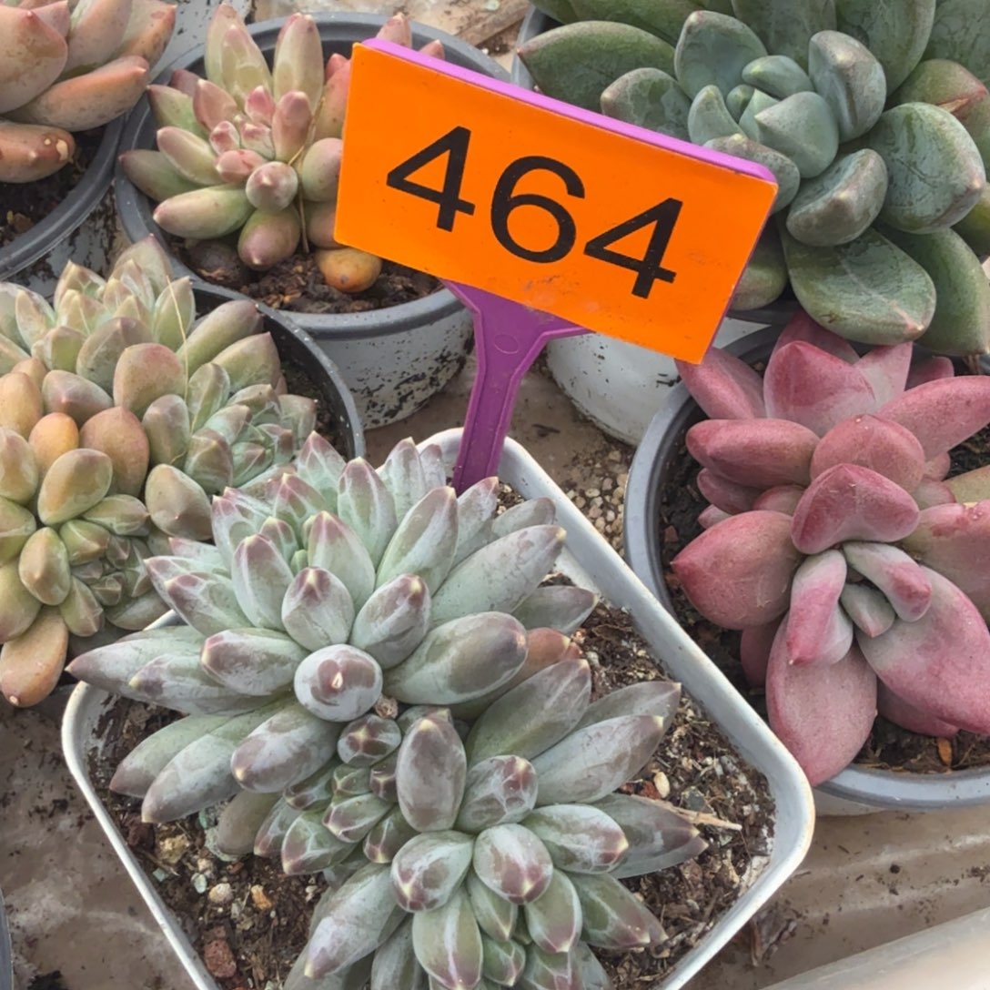 多肉植物漂亮多肉464