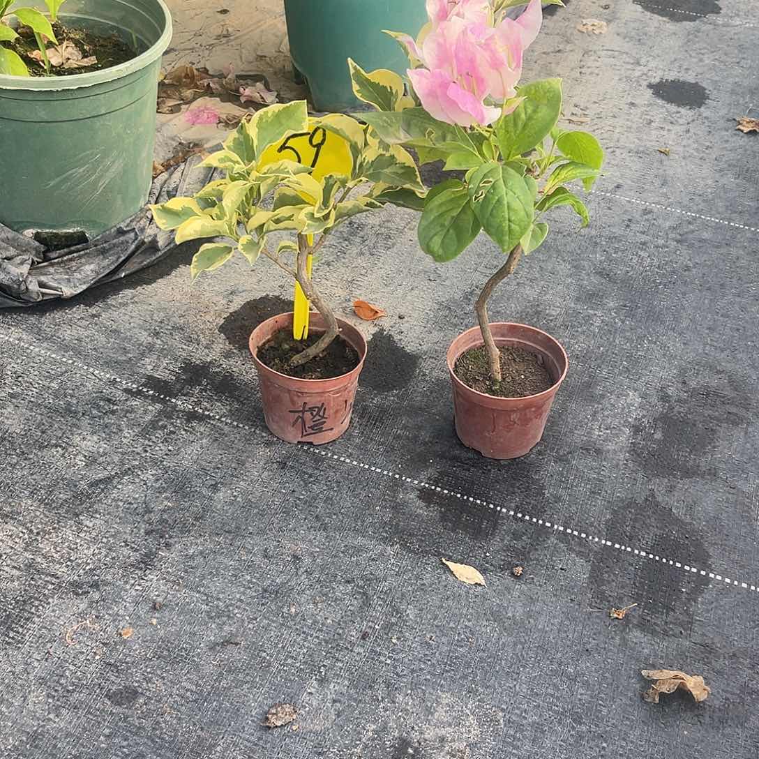 当前无花栽培后可以开花59掌中宝橙冰，广红樱