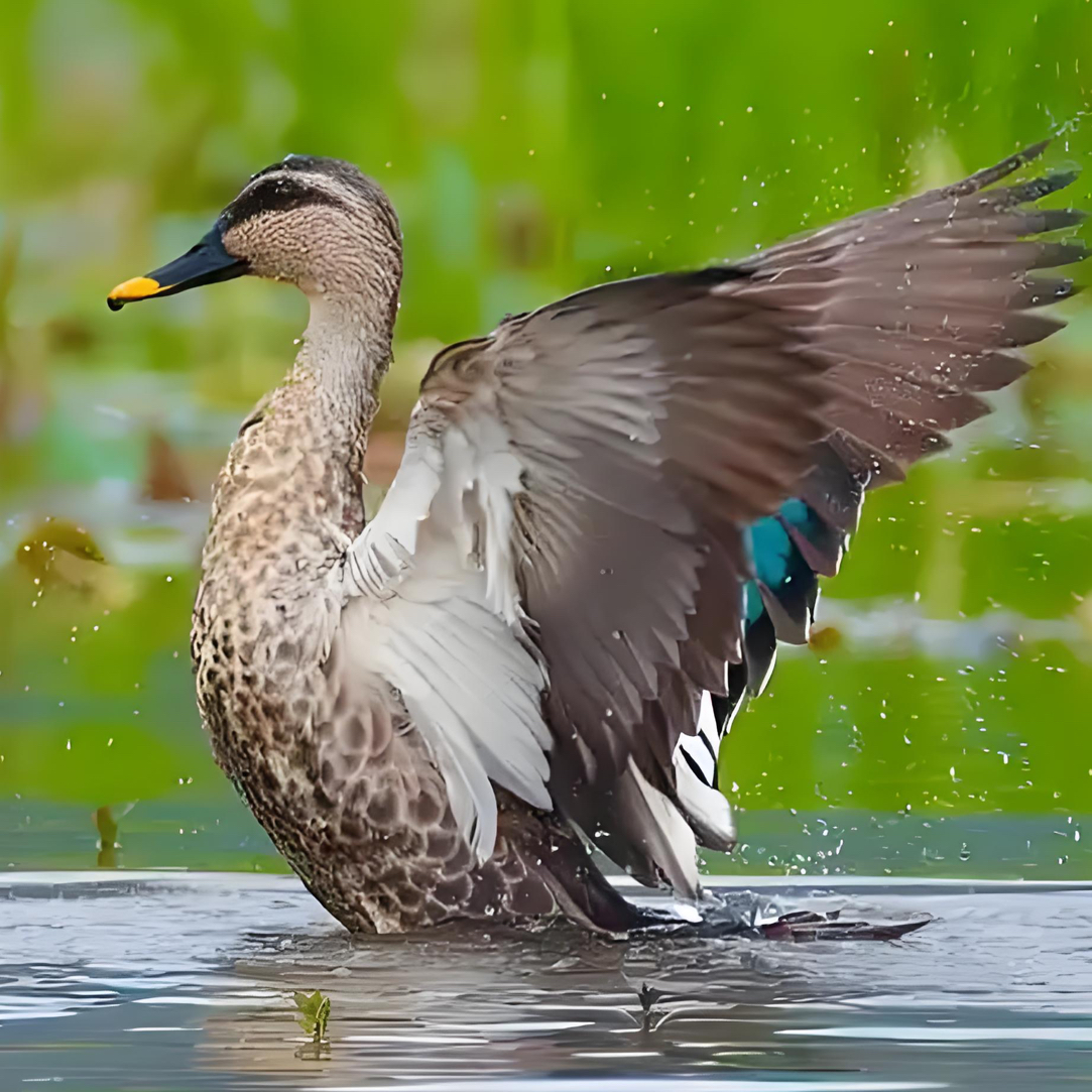湖泊生态散养小飞鸭土水鸭新鲜宰杀顺丰/京东包邮