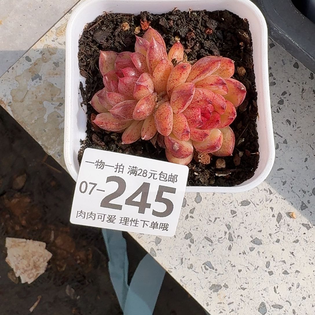 黑莓无盆土发货无