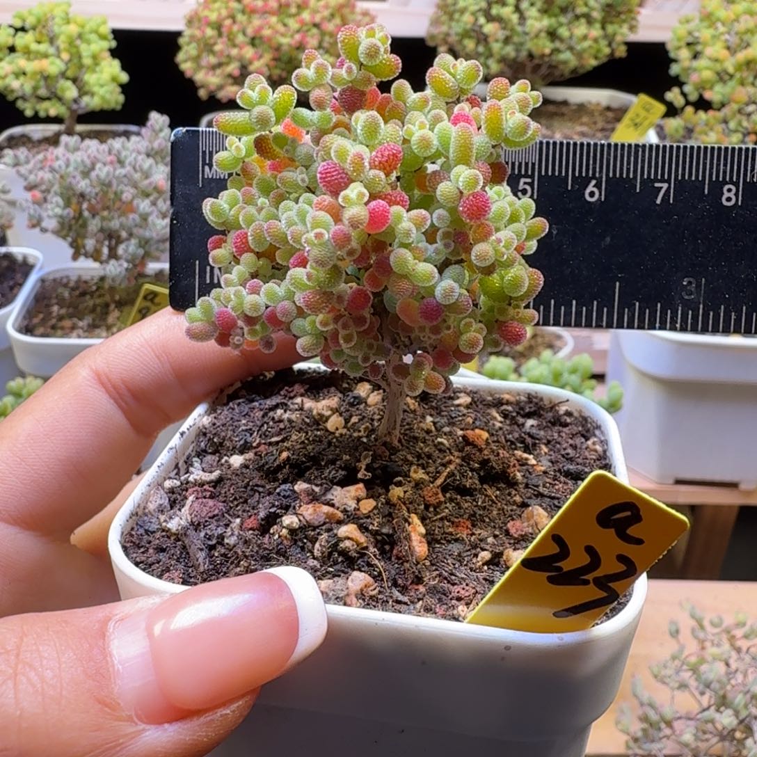 a223号橘子糖冠服5.5厘米左右