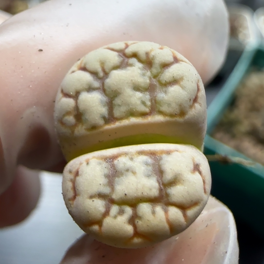 1.16 捡漏 云映 6031