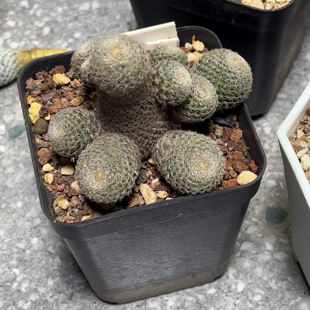 侧芽扦插繁殖带盆发货