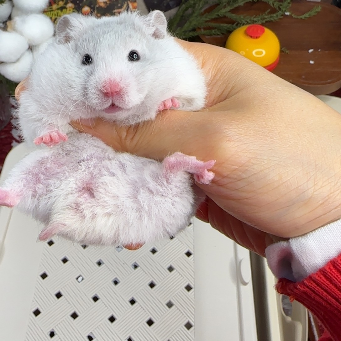 短毛卷毛蓝波妹妹11.08