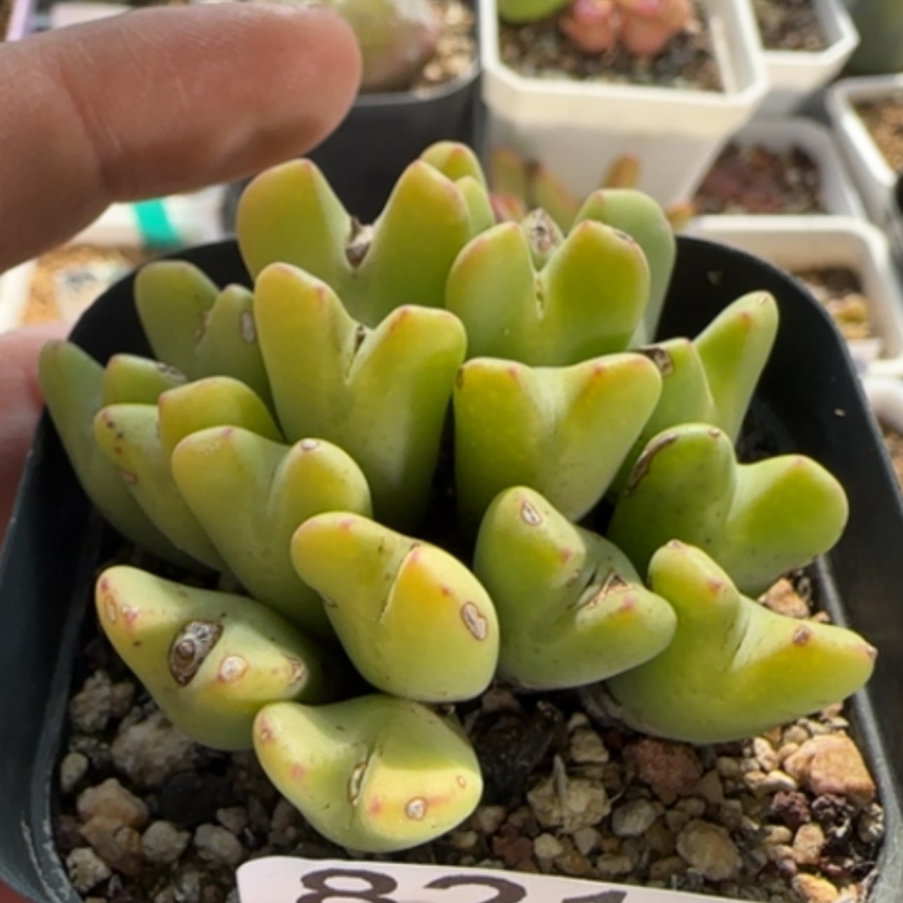 【闪购商品】p****e8210     