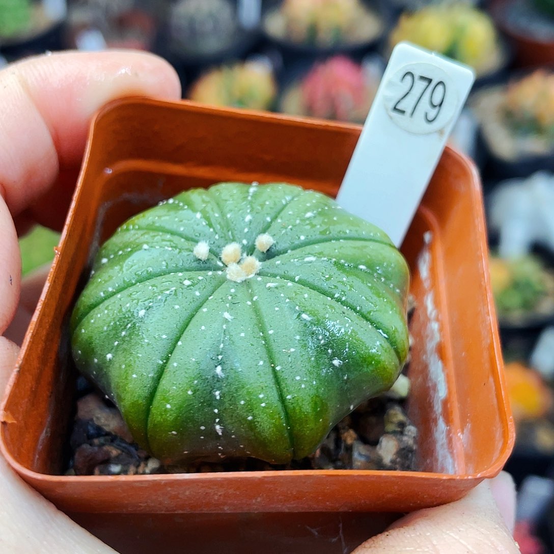 非偏远地区满25元包邮仙人球