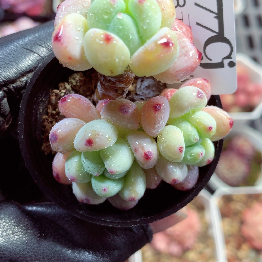 5厘米盆精控多肉177