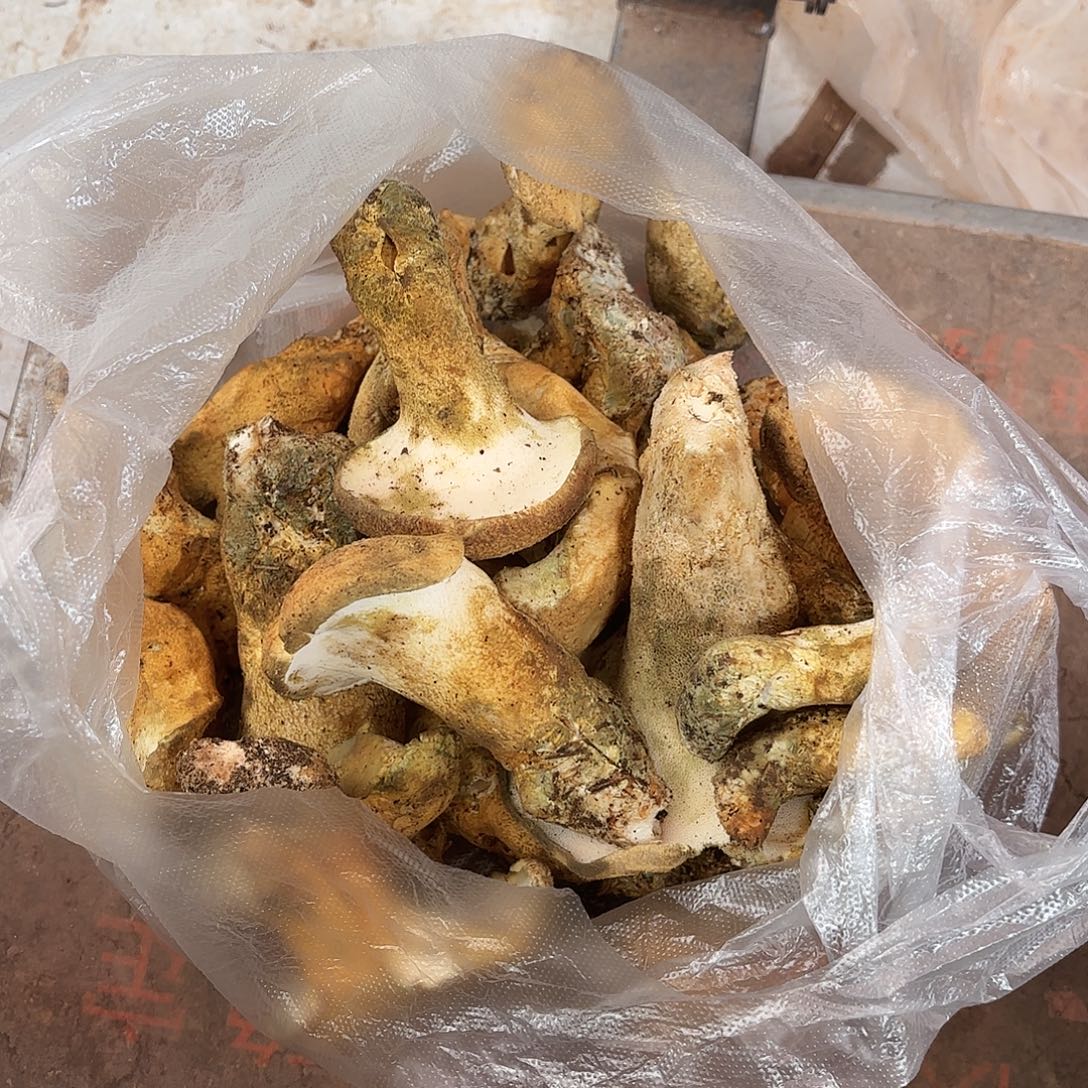 4***6云南小表妹野生菌代购中国大陆