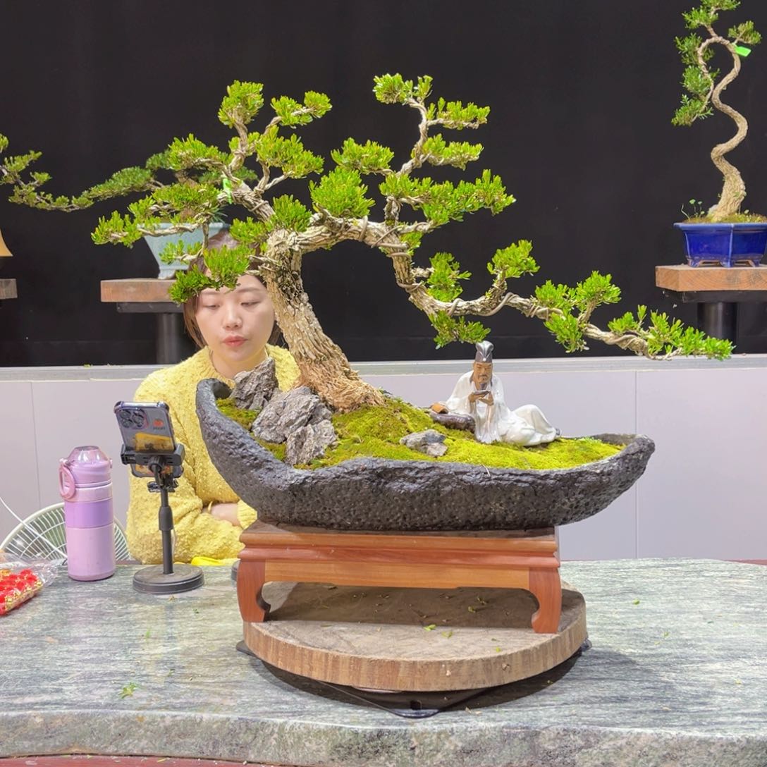 四季常青老桩黄杨盆景?***?