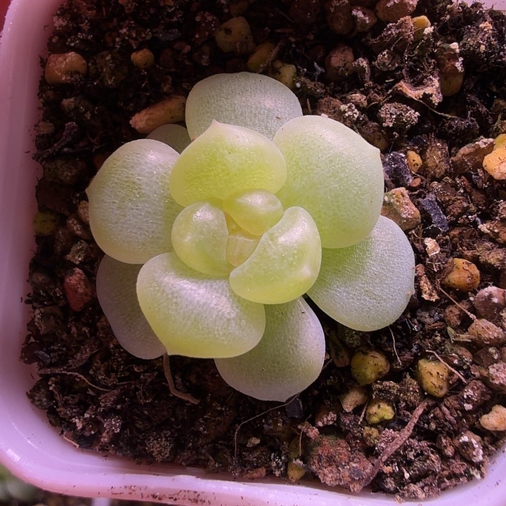 甜心一物一拍四方盆