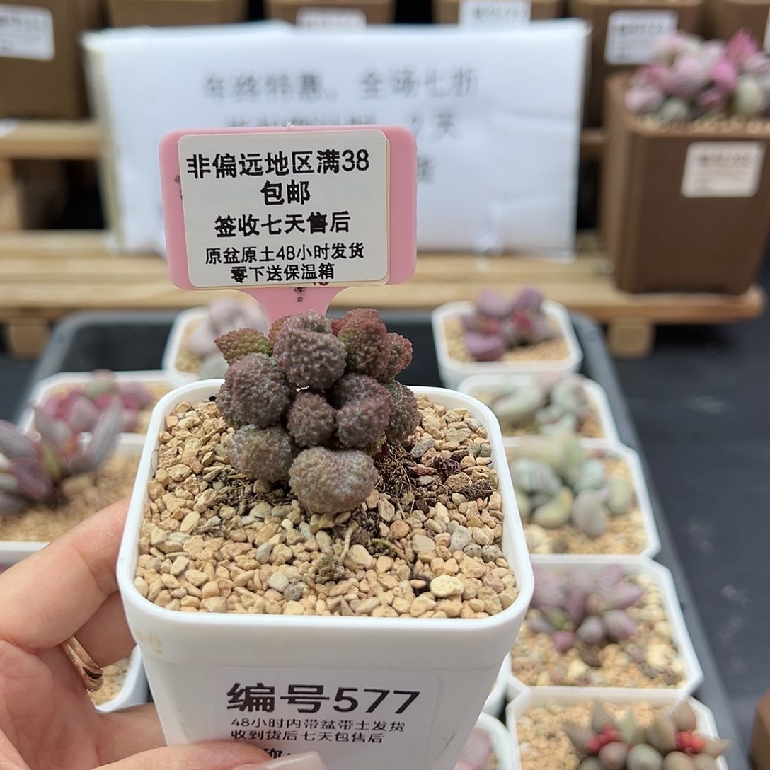 577荔枝皮多肉植物