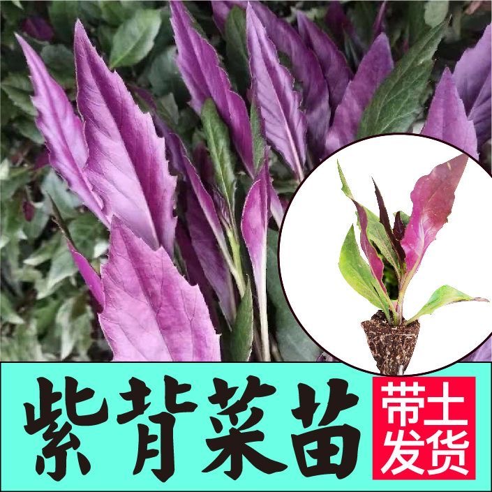 紫贝天葵菜种苗天然血皮菜四季蔬菜苗阳台盆栽小菜园种植