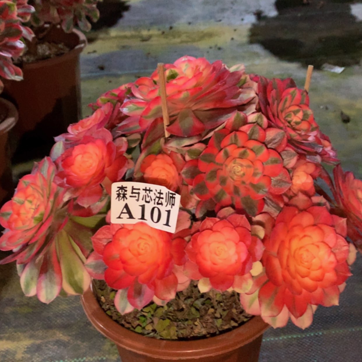 【闪购商品】101荔枝