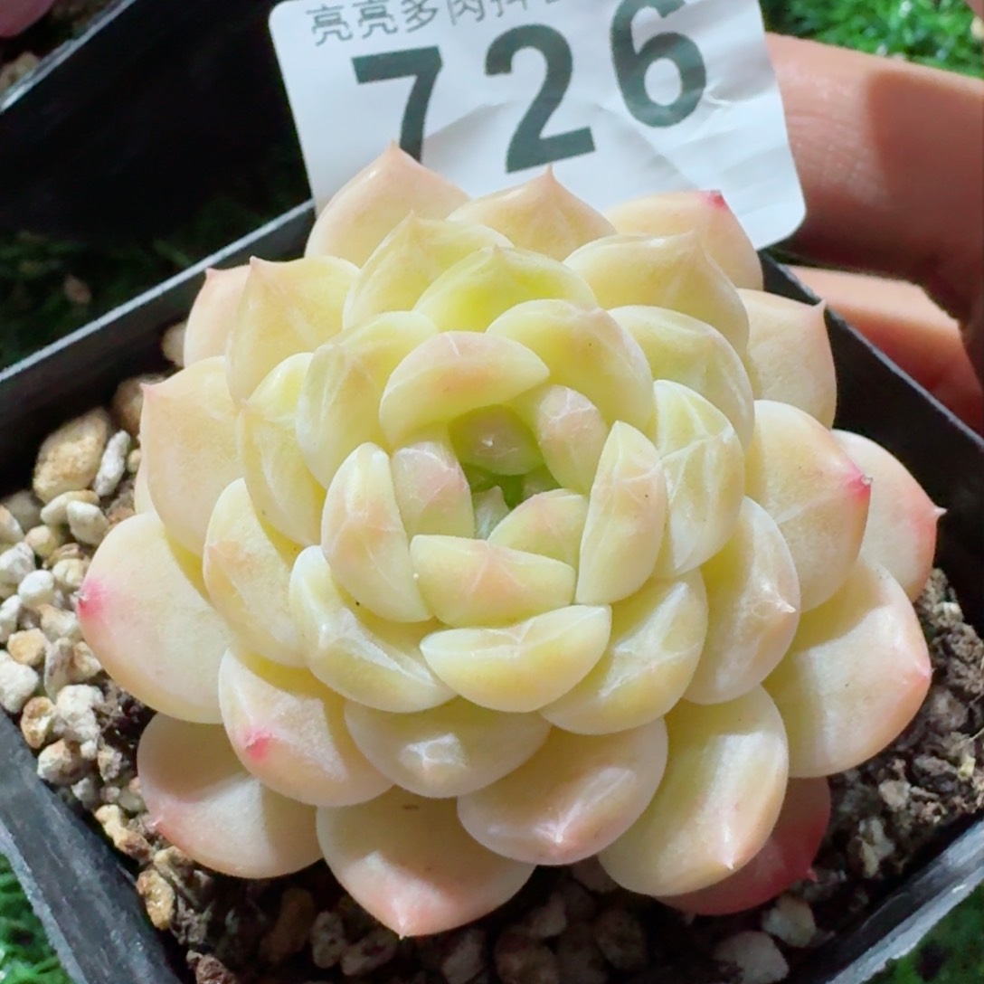 黄冰魄         精品多肉