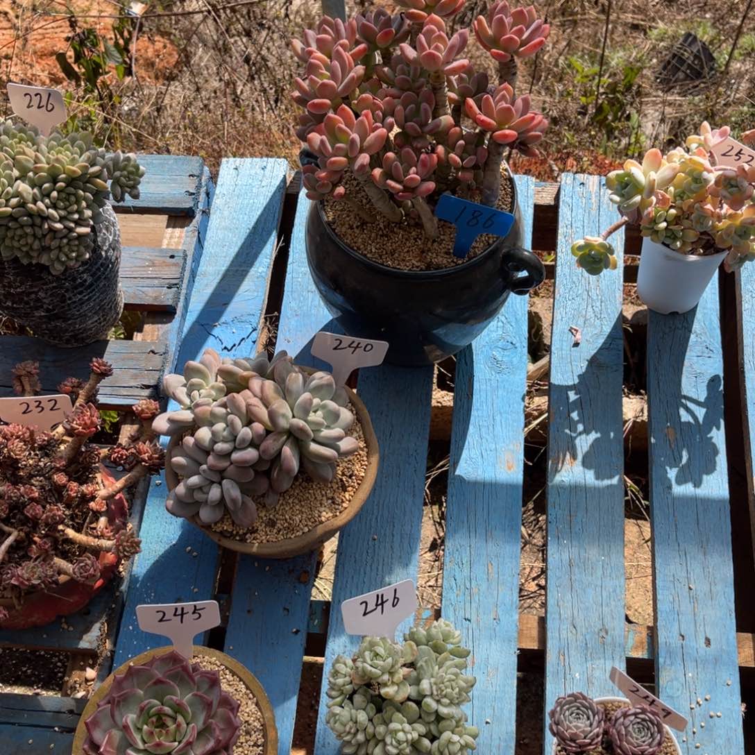 萌*豆186灰姑娘多肉植物