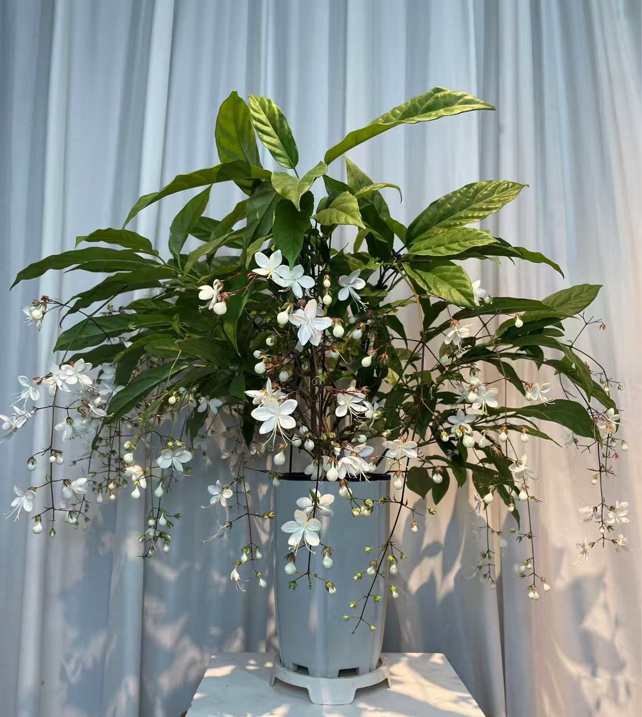 垂丝茉莉盆栽室内好养观赏花卉高度冠幅60左右带10条花丝花苞发货