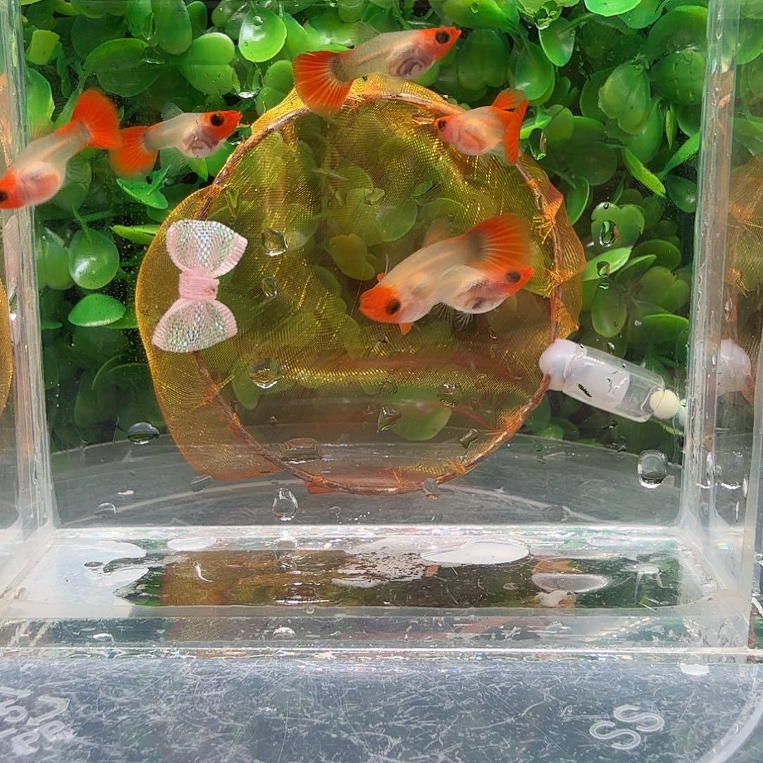 孔雀鱼深海蓝红头玻璃猫苗6条母