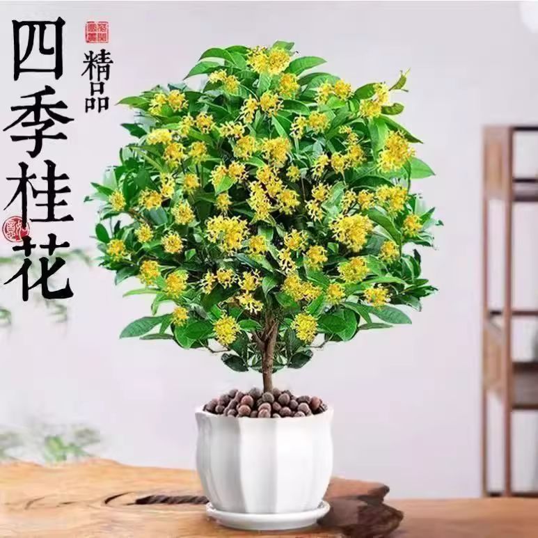 桂花树苗四季桂盆栽大树丹桂金桂庭院浓香型花卉植物室内绿植开花