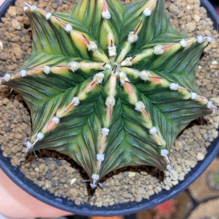 乌贼a肋骨锦 米哈仙人球