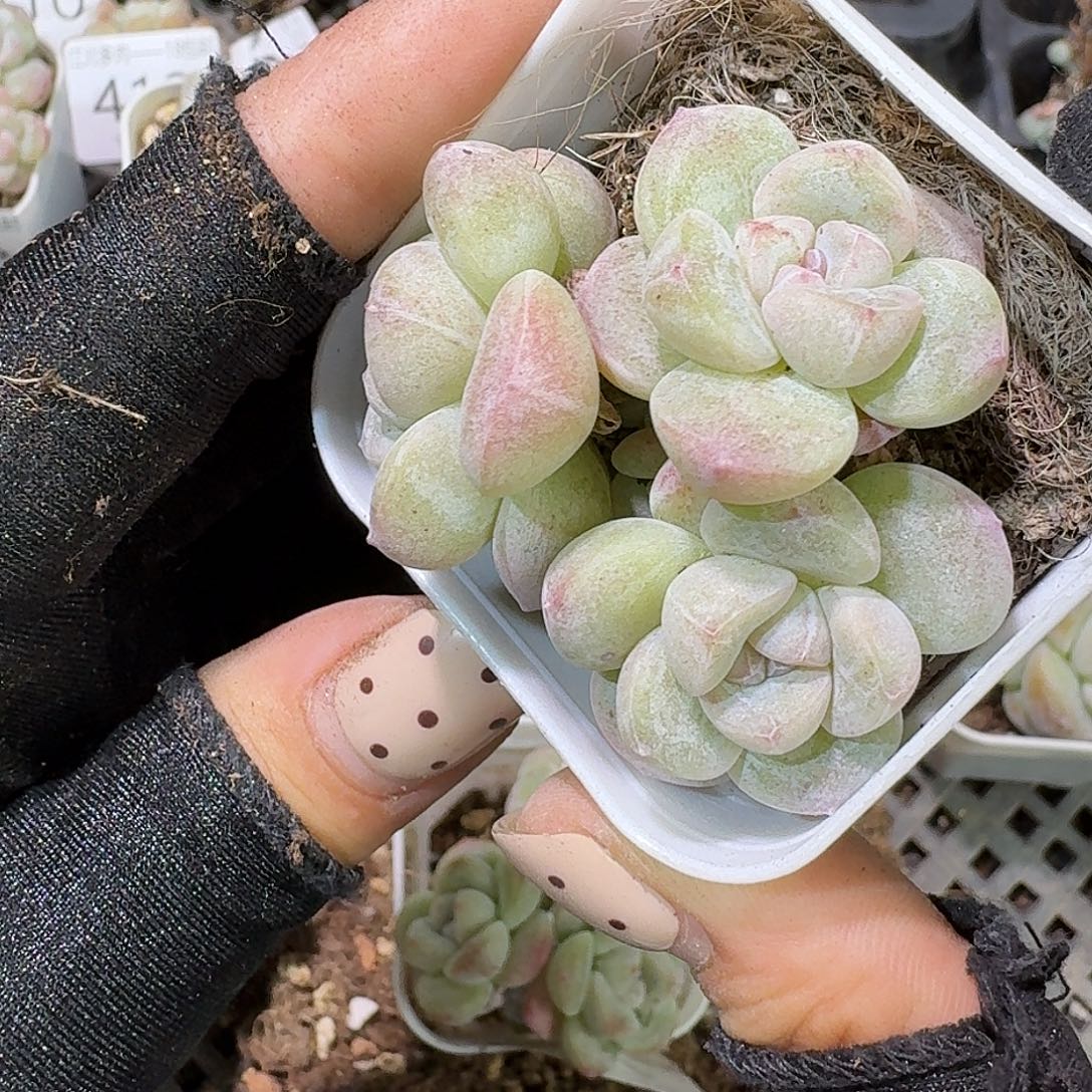 424 号到手1框一物一拍