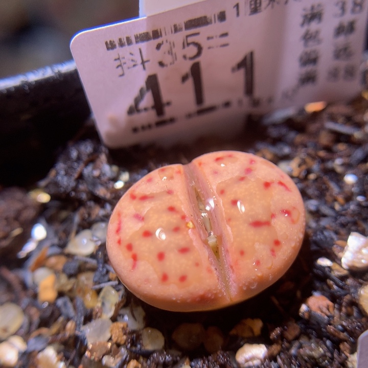 精品生石花35.411