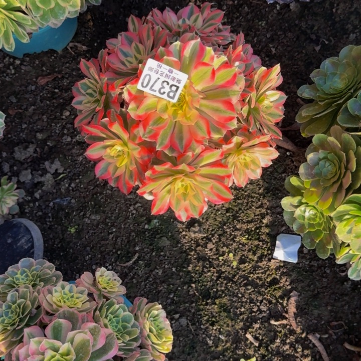 男神花花25-15包邮花花万紫千红一