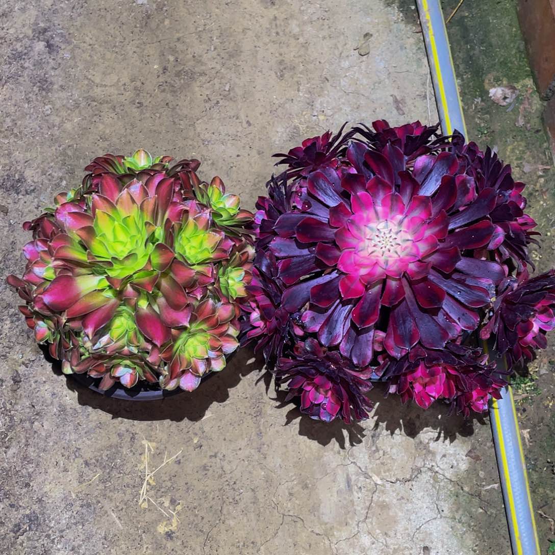 多肉植物法师套餐老桩福利