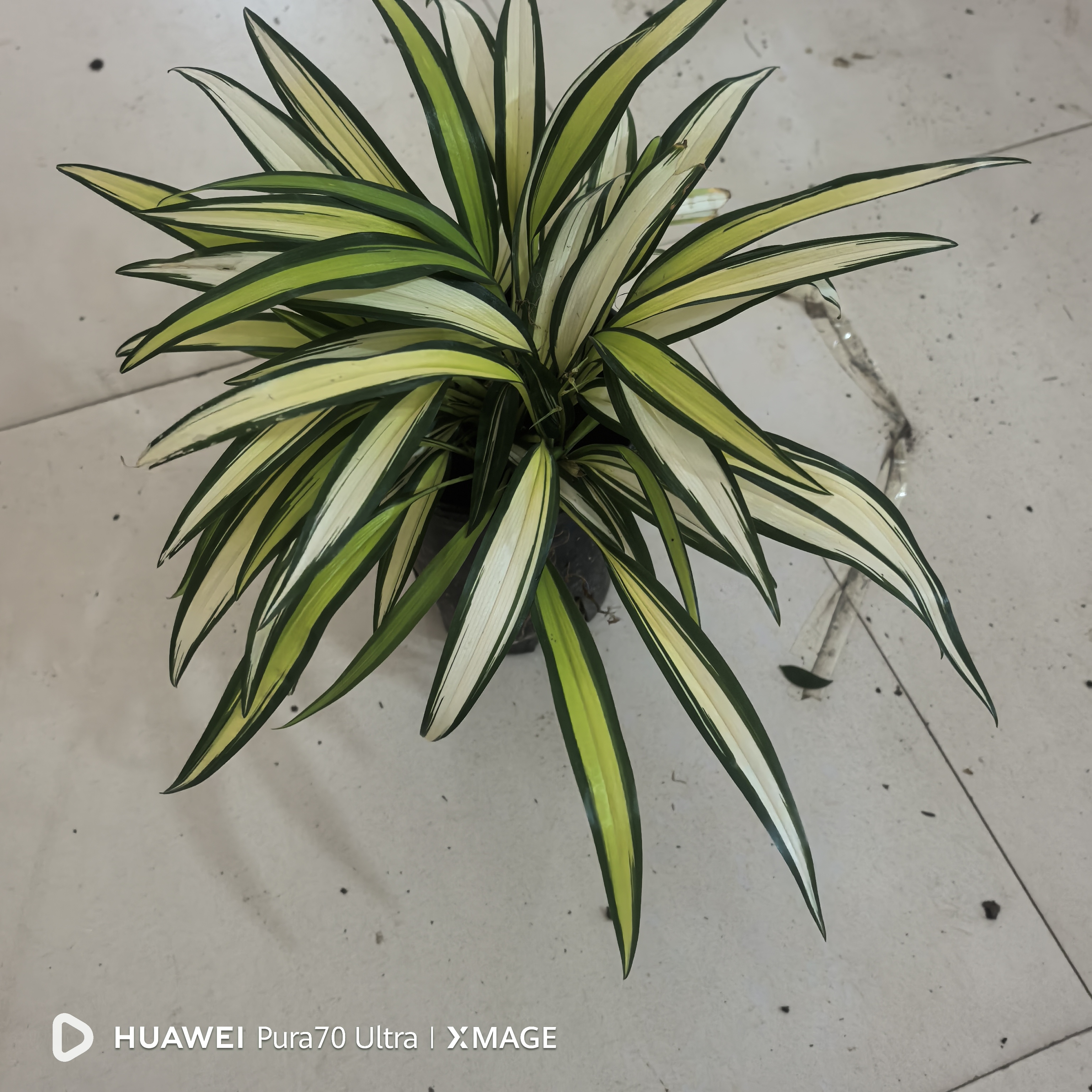 柠檬金心吊兰。室内养护。