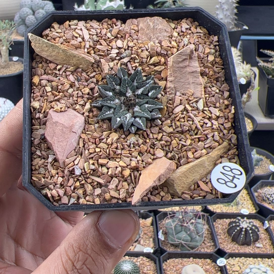 姬牡丹一物一拍848