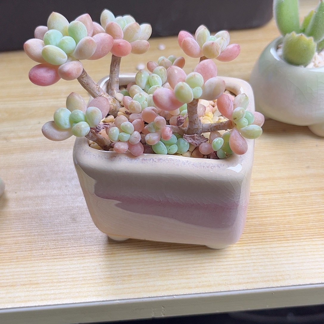 多肉植物一物一拍达芙妮2号