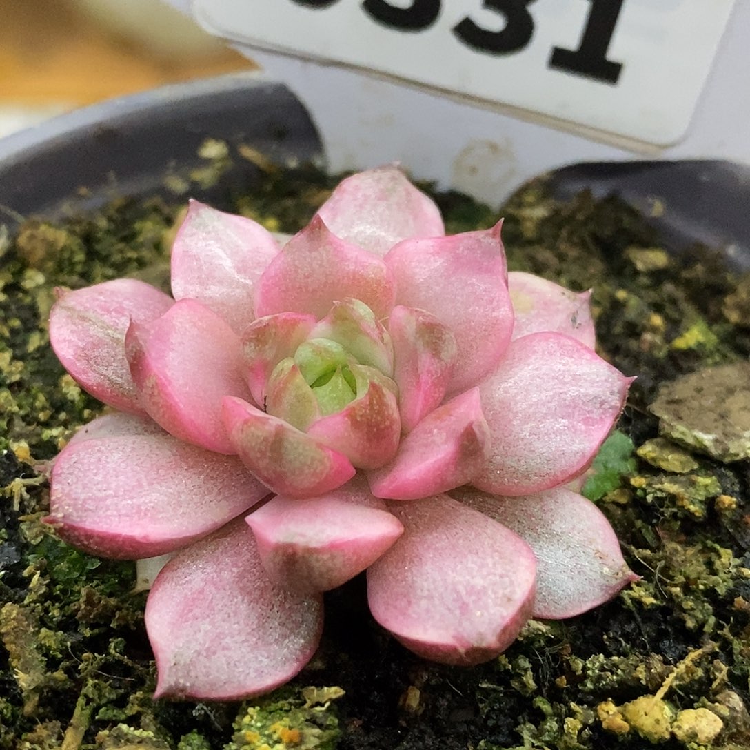 331血燕哈哈哈哈哈哈哈