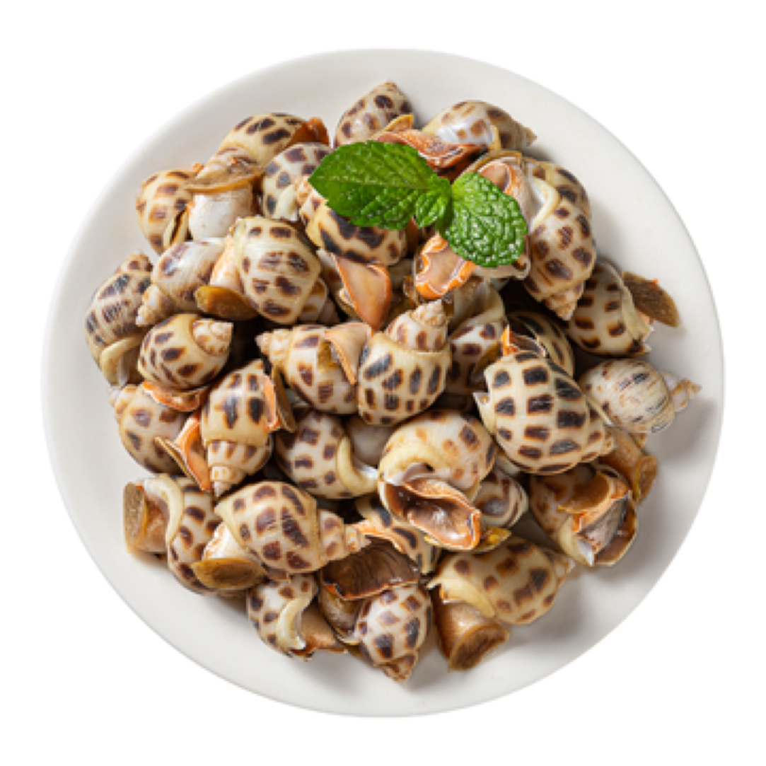 鲜活中花螺海螺东风螺旺螺500g/份花螺同城送