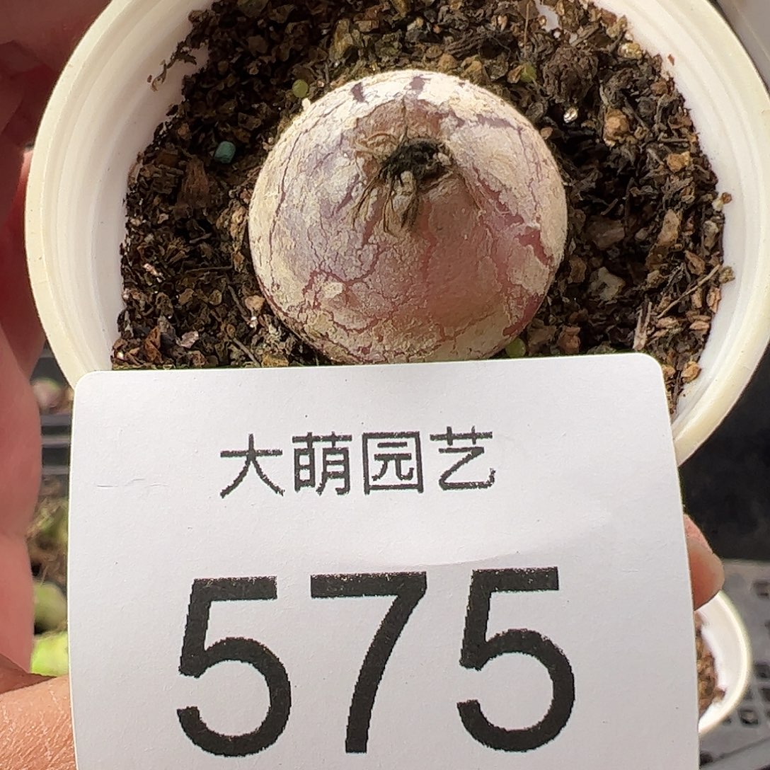 一物一拍带盆土发。575