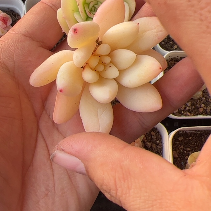 木***子一物一拍精品糖心，尺寸不大介意勿拍