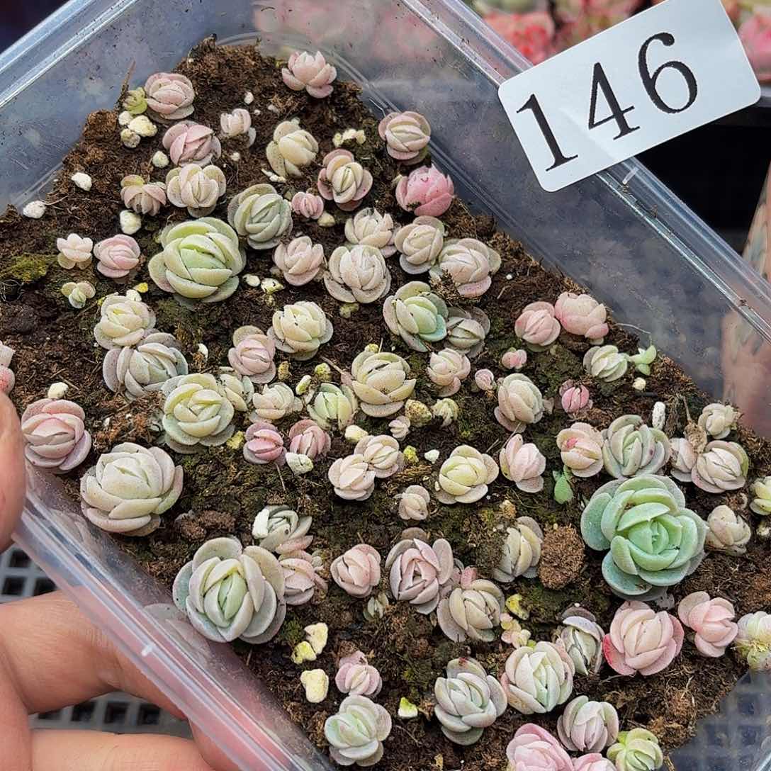 多肉植物多肉植物146