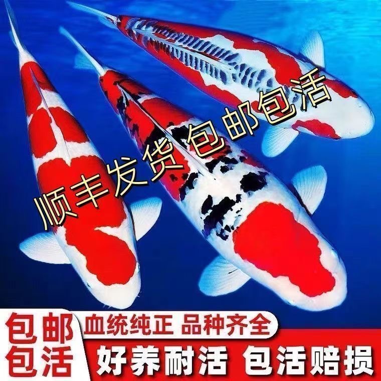 （白牌）锦鲤鱼活体冷水淡水鱼苗观赏鱼好养耐活渔场直发鱼5-35cm