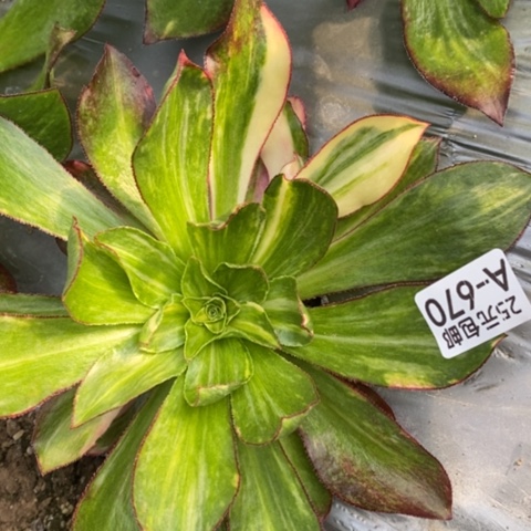 670魅影七彩满25包邮多肉